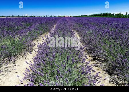 Lavendelfeld im Po-Delta Stockfoto