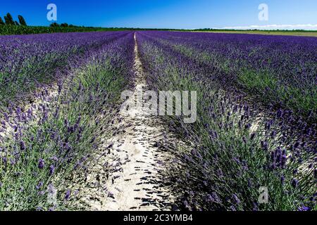 Lavendelfeld im Po-Delta Stockfoto