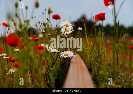 Die roten Mohnblumen sind zwischen den Gleisen des Zuges verloren und zeigen, dass die Natur dort ist, wo sie sein muss und dass wir nur Gäste hier sind Stockfoto