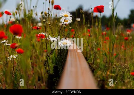 Die roten Mohnblumen sind zwischen den Gleisen des Zuges verloren und zeigen, dass die Natur dort ist, wo sie sein muss und dass wir nur Gäste hier sind Stockfoto