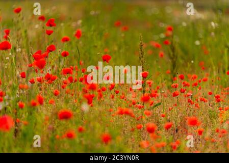 Die roten Mohnblumen sind zwischen den Gleisen des Zuges verloren und zeigen, dass die Natur dort ist, wo sie sein muss und dass wir nur Gäste hier sind Stockfoto