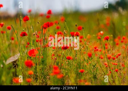 Die roten Mohnblumen sind zwischen den Gleisen des Zuges verloren und zeigen, dass die Natur dort ist, wo sie sein muss und dass wir nur Gäste hier sind Stockfoto