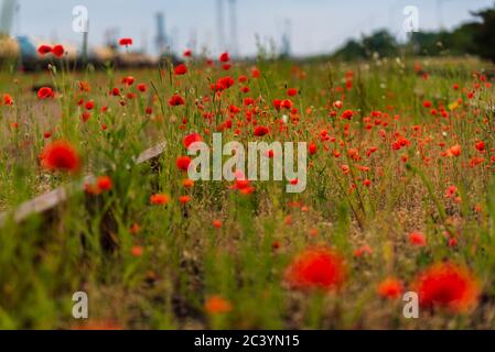 Die roten Mohnblumen sind zwischen den Gleisen des Zuges verloren und zeigen, dass die Natur dort ist, wo sie sein muss und dass wir nur Gäste hier sind Stockfoto