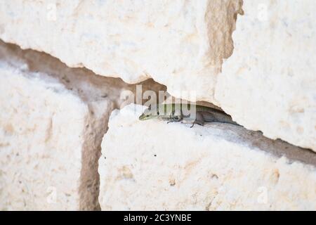 Grüne Eidechse zwischen den Rissen einer weißen trockenen Wand. Sommertiere in sizilien Stockfoto