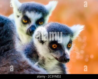 Ringschwanz-Lemur (Lemur catta). Fotografiert in Gefangenschaft. Stockfoto