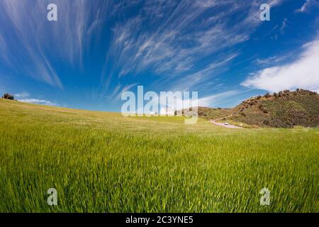 In der Nähe von Villanueva de San Juan, Provinz Sevilla, Andalusien, Südspanien. Bauernhaus über dem Weizenfeld gesehen. Landwirtschaft. Anbau von Kulturpflanzen. Stockfoto