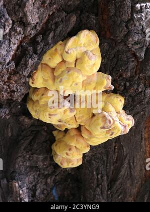 Gelbes Pilzhuhn aus dem Wald (Laetiporus sulfureus), das auf der Baumrinde wächst. Stockfoto