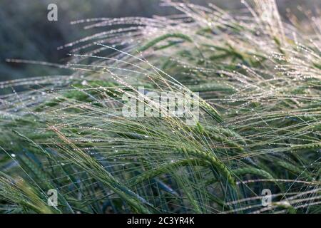 Dorn aus Gerste bedeckt mit Morgentau, gebogen von einem starken Sturm oder Regenguss. Stockfoto