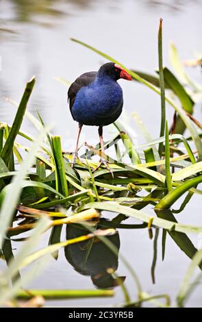 Vögel / Australasian Swamphen auf der Nahrungssuche am Lake Wendouree, Ballarat Victoria Australien. Stockfoto