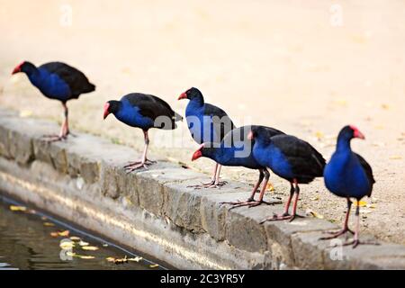 Vögel / Australasian Swamphen Bereiten Sie sich auf das Wasser am Lake Wendouree, Ballarat Victoria Australien. Stockfoto