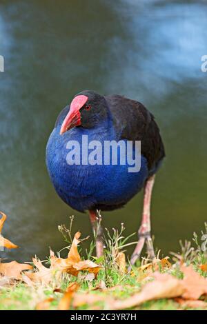 Vögel / Australasian Swamphen auf der Nahrungssuche am Lake Wendouree, Ballarat Victoria Australien. Stockfoto