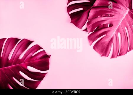 Drei tropischen Dschungel monstera Blätter auf rosa Hintergrund isoliert. Stockfoto