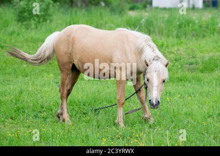 Goldenes Pferd grast auf einem Feld auf grünem Gras. Stockfoto