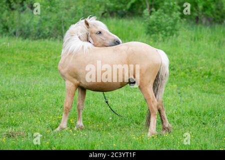 Goldenes Pferd grast auf einem Feld auf grünem Gras. Stockfoto