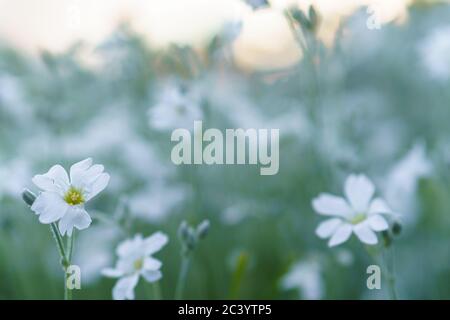 Floristik, Botanik Konzept - zarte kleine weiße Blumen aus dem unteren Makrowinkel vor dem Hintergrund des Sonnenuntergangs mit Softfokus-Kopierraum. Nahaufnahme Stockfoto