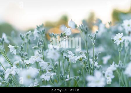 Floristik, Botanik Konzept - zarte kleine weiße Blumen aus dem unteren Makrowinkel vor dem Hintergrund des Sonnenuntergangs mit Softfokus-Kopierraum. Nahaufnahme Stockfoto