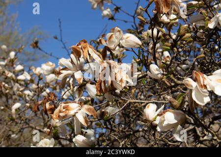 Nahaufnahme der weißen Blumen eines Magnolienbaums mit frostbeschädigten Kronblättern, Magnolia grandiflora Stockfoto