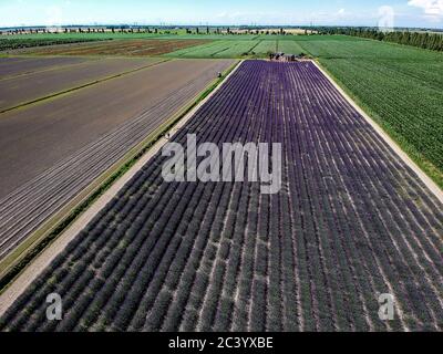 Lavendelfeld im Po-Delta Stockfoto