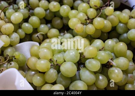 Frisch geerntete Trauben. Weiße Traubenernte für Weißwein. Italienische Tradition Stockfoto