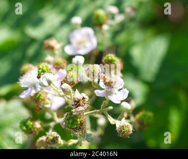 Biene ruht auf Blackberry. Stockfoto