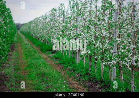 Reihen von wunderschön blühenden Apfelbäumen auf grünem Rasen Stockfoto