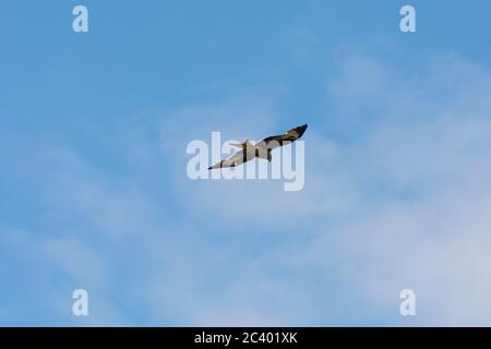 Ein roter Drachen (Milvus milvus) mit einem strahlend blauen Himmel als Hintergrund. Der rote Drachen ist ein Greifvogel aus der Familie Accipitridae. Bild von Scania, Süden Stockfoto