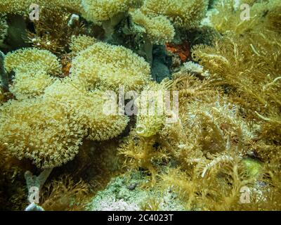 Filefish (Monacanthidae), auch bekannt als Tornfisch, Lederjacken, Gürtelrose. Filefish sind eine vielfältige Familie tropischer bis subtropischer Tetraodontifore Stockfoto