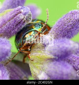 Rosmarin-Leaf Beetle Chrysolina Americana. Stockfoto