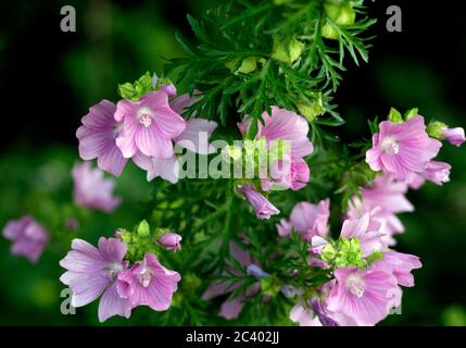 Musk Mallow (Malva moschata), Warwickshire, Großbritannien Stockfoto