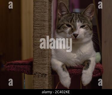 Meine Katze ist in diesen Kratzbaum verliebt Stockfoto