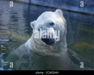 Tiere im Karlsruher Zoo Eisbär plantscht Stockfoto