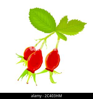 Hagebuttenzweig mit roten Beeren isoliert auf weißem Hintergrund. Hundsrosen für Etikett, Poster, Druck. Frisches, hippes Obst. Wilde Rose.Stock Vektor-Illustration Stock Vektor