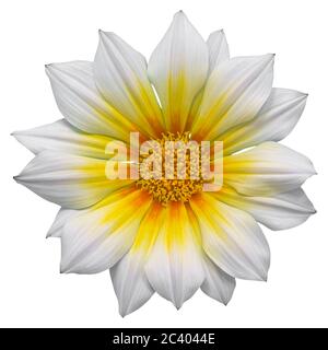 Gazania Sonnenblume auf weißem Hintergrund, isoliert mit Clipping-Pfad, Makro-Aufnahme. Stockfoto