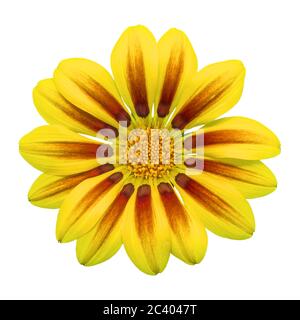 Gazania Sonnenblume auf weißem Hintergrund, isoliert mit Clipping-Pfad, Makro-Aufnahme. Stockfoto