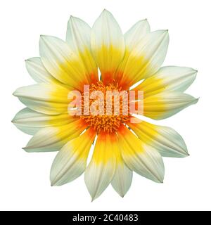 Weiße Gazania Sonnenblume auf weißem Hintergrund, isoliert mit Clipping-Pfad, Makro-Aufnahme. Stockfoto