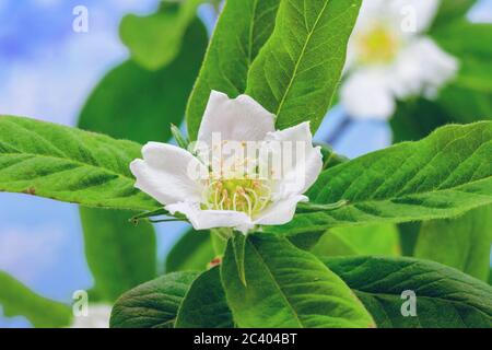 Medlar Blume Blüte und Blüte auf einem floralen Hintergrund, Makro-Aufnahme. Stockfoto