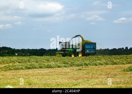 Futtererntemaschinen und Traktor zog Anhänger sammeln vor kurzem schneiden Gras und Vegetation zu Silage, Kent, England Stockfoto