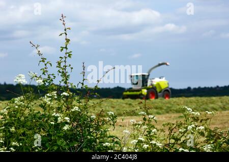 Futterernter im Bereich der vor kurzem Schnitt Gras und Vegetation zu Silage, Kent, England Stockfoto