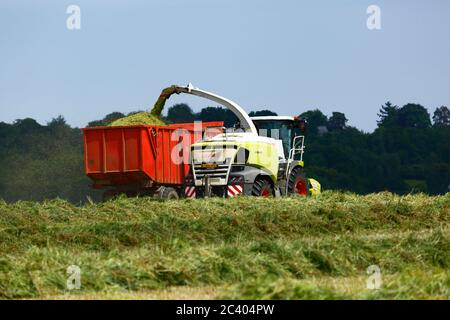 Futtererntemaschinen und Traktor zog Anhänger sammeln vor kurzem schneiden Gras und Vegetation zu Silage, Kent, England Stockfoto