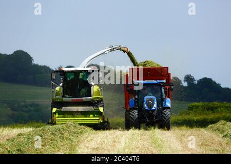 Futtererntemaschinen und Traktor zog Anhänger sammeln vor kurzem schneiden Gras und Vegetation zu Silage, Kent, England Stockfoto