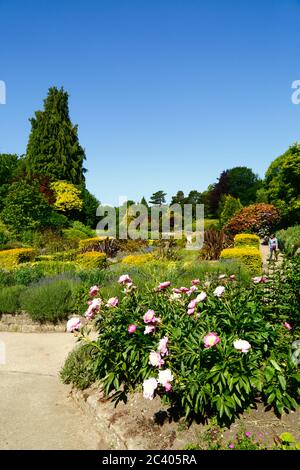 Pfingstrosen wachsen im Blumenbett neben versunkenen Garten in Calverley Grounds, Royal Tunbridge Wells, Kent, England Stockfoto
