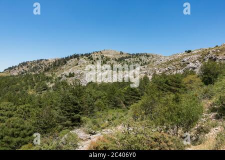 Naturpark Sierra de las Nieves, Biosphärenreservat, Ronda, Provinz Malaga. Andalusien, Südspanien. Europa. Stockfoto