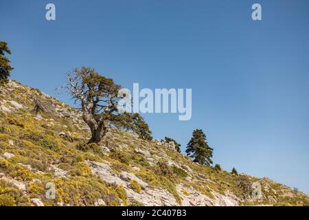 Naturpark Sierra de las Nieves, Biosphärenreservat Alte spanische Tanne (Abies pinsapo), Provinz Málaga. Andalusien, Südspanien. Europa. Stockfoto