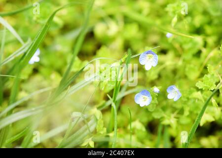 Veronica chamaedrys, der Germander speedwell, Bird's-eye speedwell, oder Katzenaugen. Ist eine krautige mehrjährige Art der blühenden Pflanze in der Planta Stockfoto