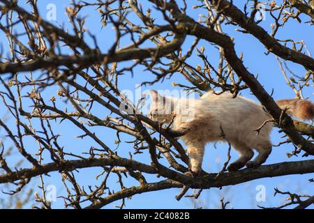 Ein kleines weißes Kätzchen sitzt hoch auf einem Ast, kriecht von einem furchteindenden Hund und miaut Angst, runter zu kommen Stockfoto