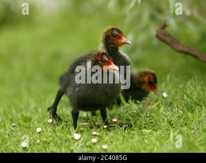 Eine Mutter Moorhen oder Sumpfhuhn füttert ihre neugeborenen Küken in der Nähe eines Teiches in Guildford, Surrey, England. Sie sind ein Mitglied der Familie Rail. Stockfoto