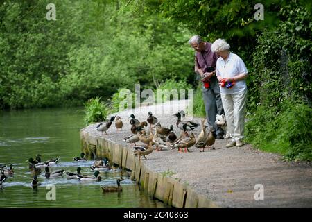 Ein älteres Paar füttert die Enten am Ufer des Flusses Arle, New Alresford, England. Stockfoto