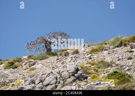 Naturpark Sierra de las Nieves, Biosphärenreservat der alten toten spanischen Tanne (Abies pinsapo), Provinz Málaga. Andalusien, Südspanien. Europa. Stockfoto