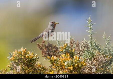 Dartford-Waldsänger (Sylvia undata) bringt Nahrung zum Nest, Andalusien, Spanien.