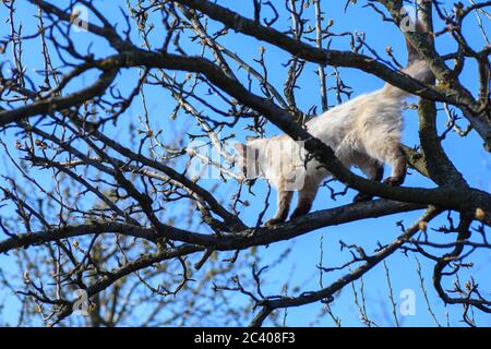 Ein kleines weißes Kätzchen sitzt hoch auf einem Ast, kriecht von einem furchteindenden Hund und miaut Angst, runter zu kommen Stockfoto